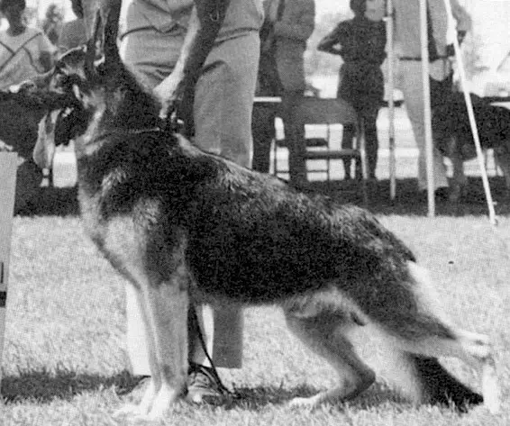 Doppelt-Tay's Jack of Spades