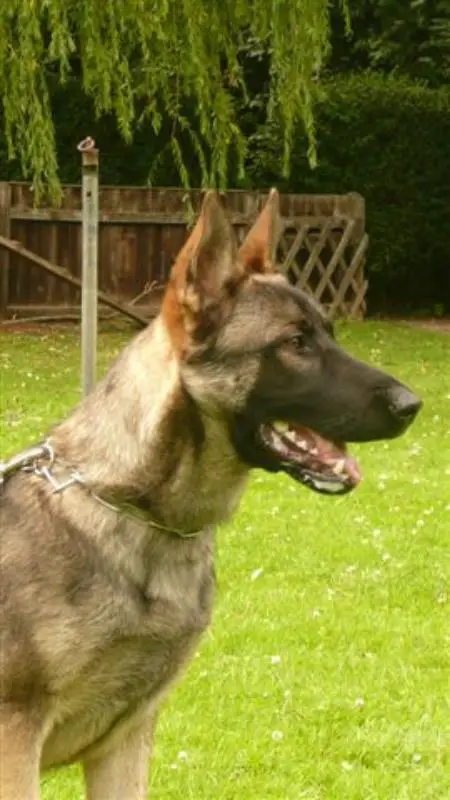 SG Dragon vom Nordpfeil