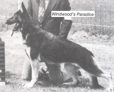 CH (AKC) Windwood's Paradice