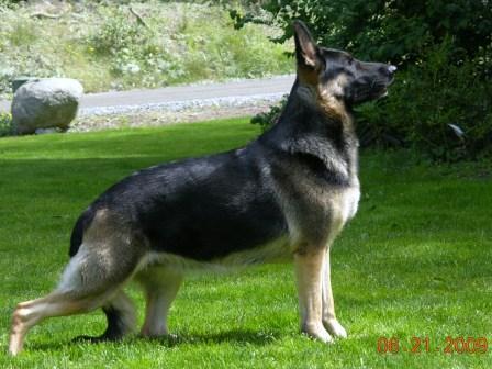 Fidalgo's Oh Suzanna of Sater-Nordlicht