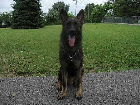 Drago von haus Vetter