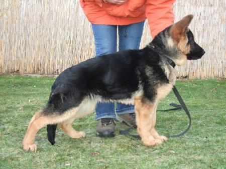 Abby von der Seilerbahn