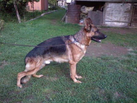 SG 3 (SRB) Nero vom Platanshof