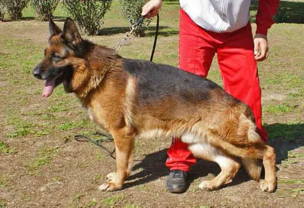 SG Quai dell' Alpe Adria