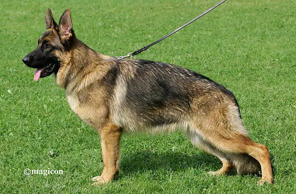 Halina von der Bastillie