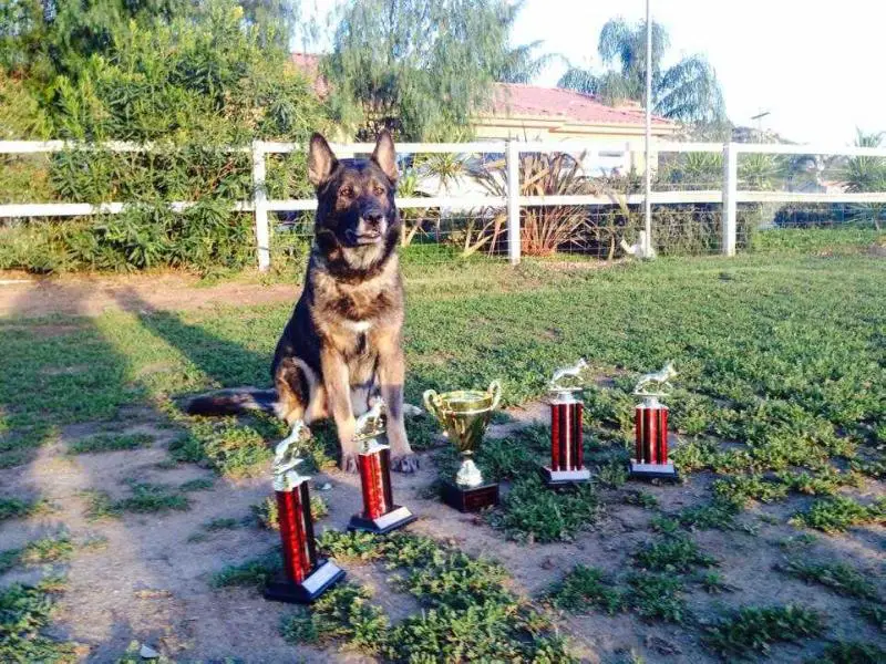 V Gunnar vom Adelhertz