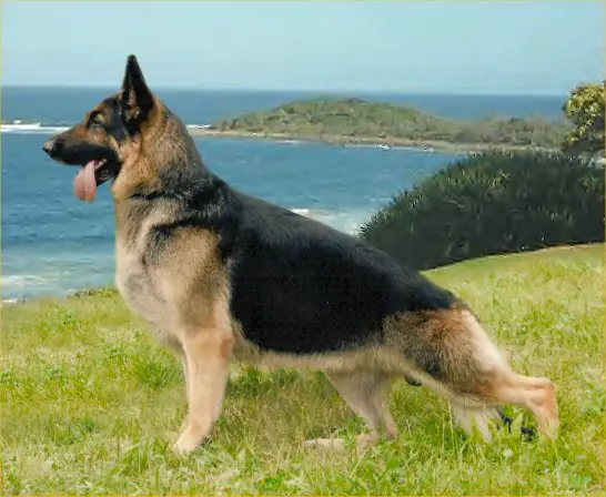akc gsd