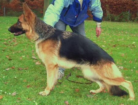 Nele vom Finkenschlag