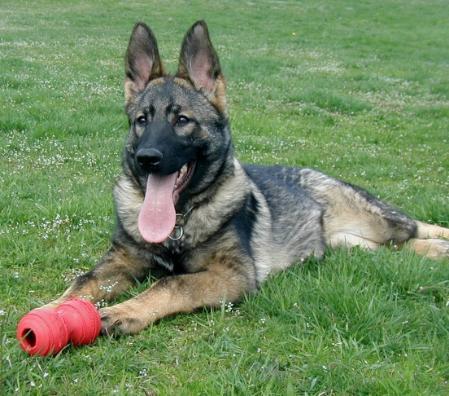 Ricochet von Schraderhaus