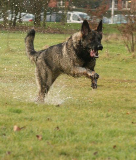 Hindy Van de Gulderij