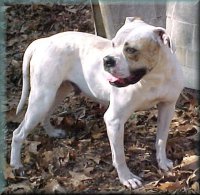 Johnson's Sweet Summerville Rose