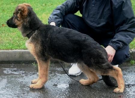 Ellan Von Starrenburg