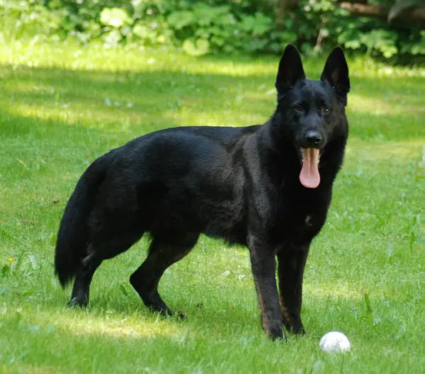 Broomeacres Heaven's Messenger