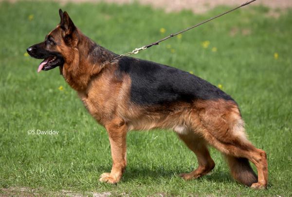 Dingo von der Malchower Aue