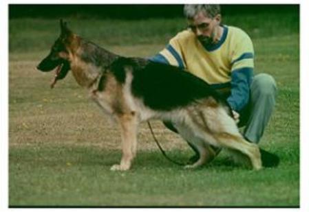 Evi zur Wolfskammer