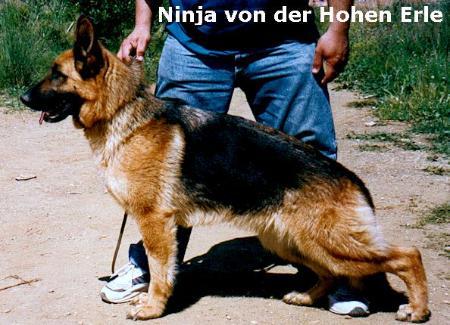 Ninja v. d. Hohen Erle