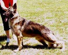 Sea Crest's Laredo V Witmer