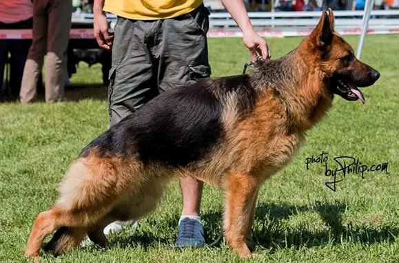 Victor vom Haus BoyWonis