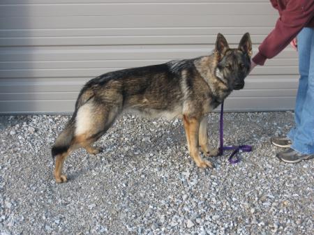 Esche Mala San Z Haus Chi