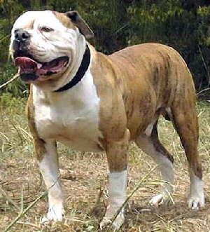 CH Bama's Best Kubla Khan