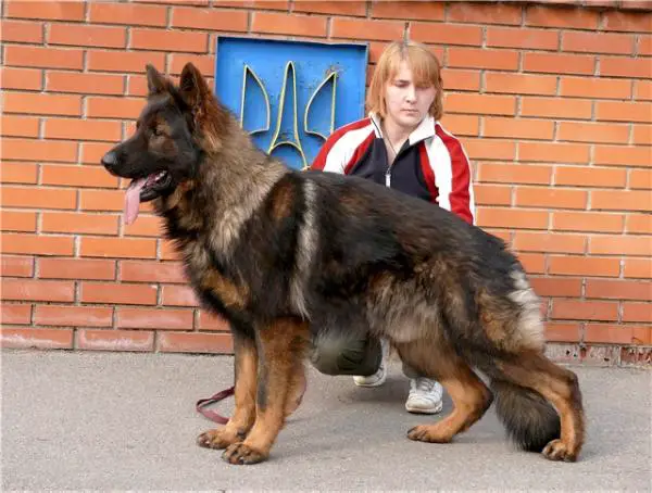 IRO WORLD CHAMPION Baster Bullestern