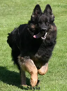 Shyla Vom Altdeutschen Eck