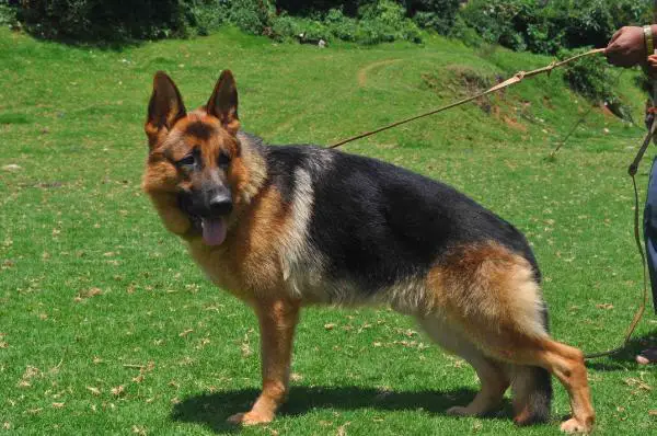 CAC HFGY SG1 Avia Leithawald