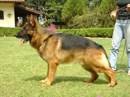 V Ursus I do Vento Simun