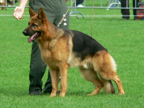 SG1 Ayk aus Mecklenburg