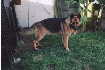 Odin Vom Hundekaiser