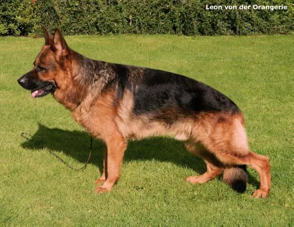 V Leon von der Orangerie