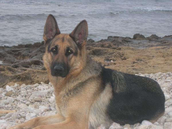 Yani del Baix Vinalopo