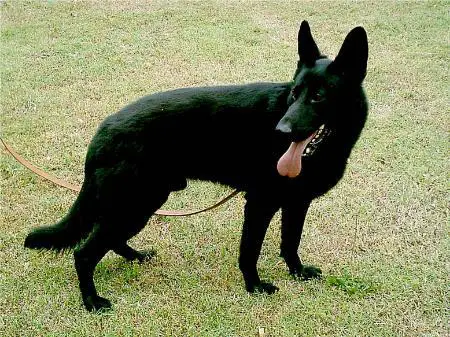 Ozzie Scharz Loudermilch