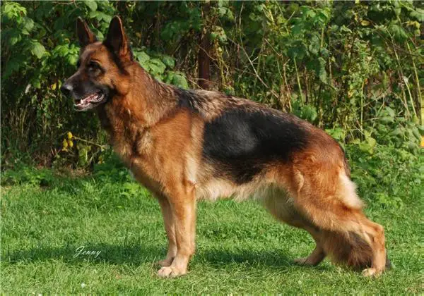 VA1 (LT), VA2 (LV) Gera Gelezinis vilkas