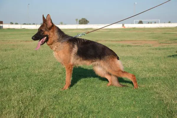 sonya von tuni