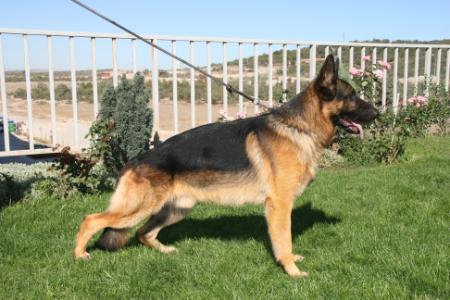 Sergio von Goppy