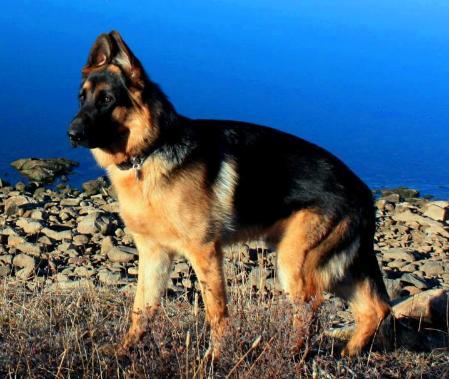 Koray von Jagenstadt