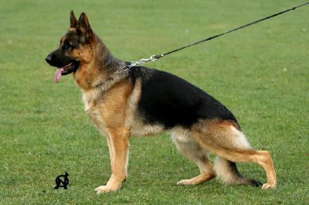 Tango Gard Bohemia