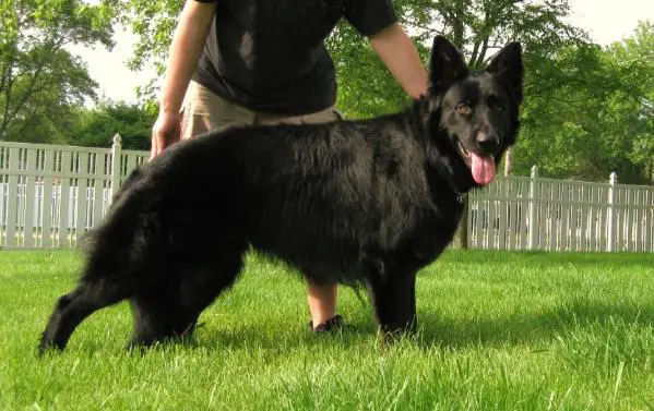 Farsight's Raven vom Nordosten Haus