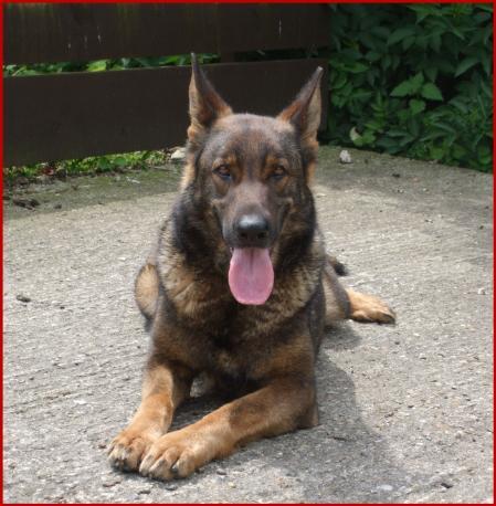 Xena Rapacov Vongraf