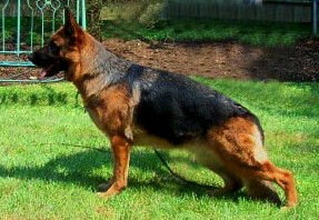 Nava Vom Hermannstal