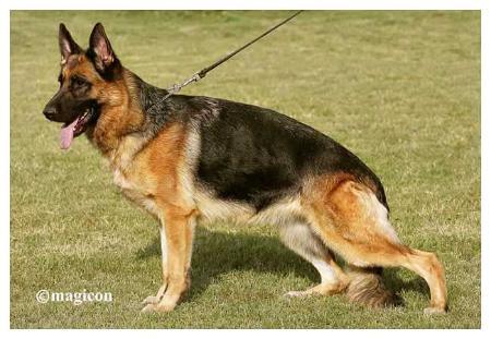 V Xara vom Sofienwald