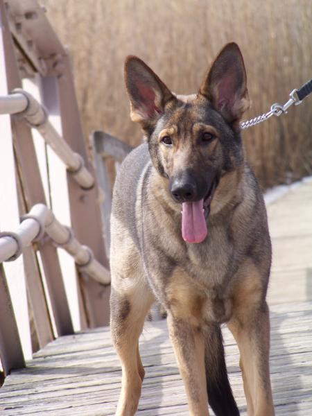 Shallow Brooks Angel