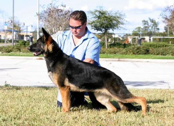 Schneiderhof's Snake Eyes