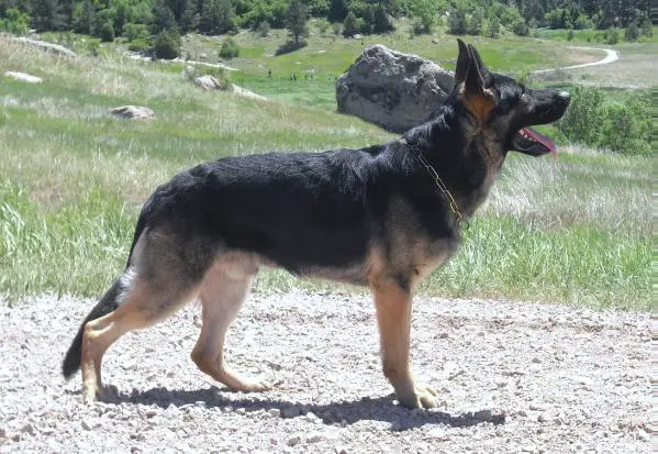 Lasso Bett Silver CS