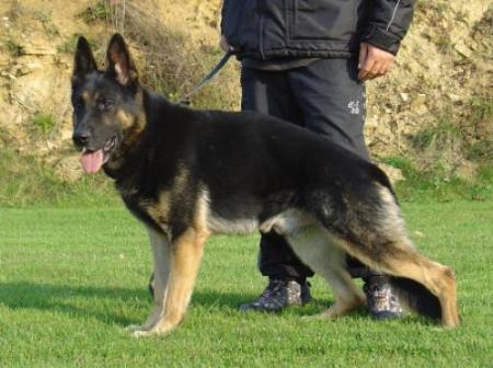 SG Unkas vom Salztalblick