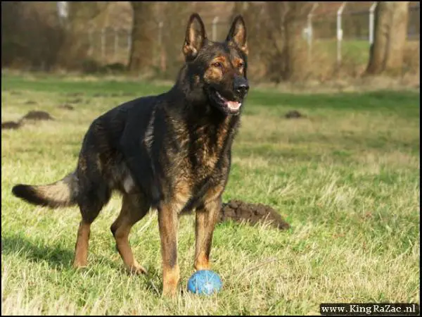 Orsayon Cay'Rak vom Grubenländer Schupo