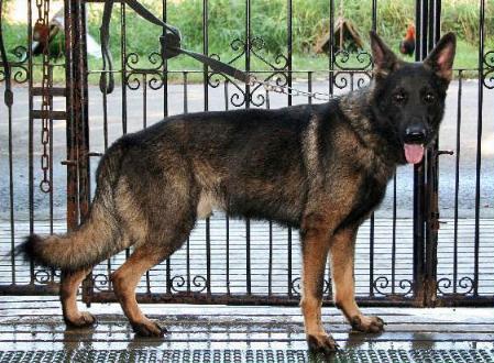 Glock vom Blauen Adler