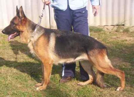 Zaysa v Hannoveranerhof