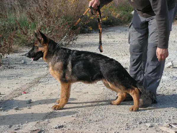 CAC,BOB(SK) Silvestris Gobey